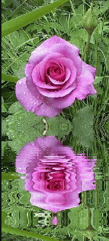 lien vers un site de chansons fran�aises