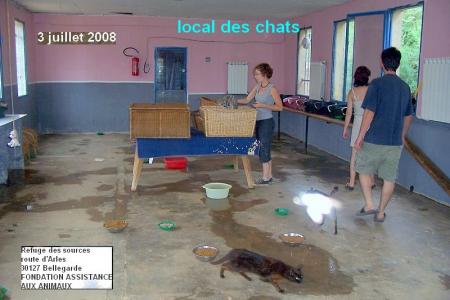 une pi�ce pour les chats ... au refuge