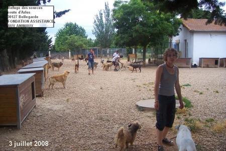 des chiens presque libres