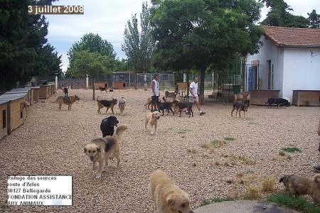 des centaines de chiens...recueillis ici...et apparemment tr�s heureux