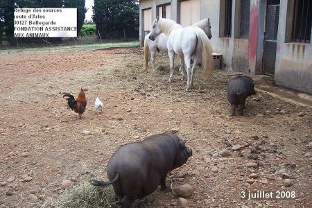 tous les animaux sont bien