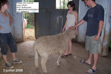 mouton �chapp� d'un m�choui...