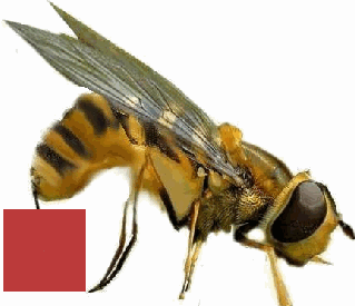  en souvenir d'une piq�re de gu�pe