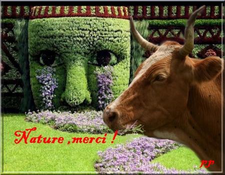 m�me une vache peut-�tre sensible !