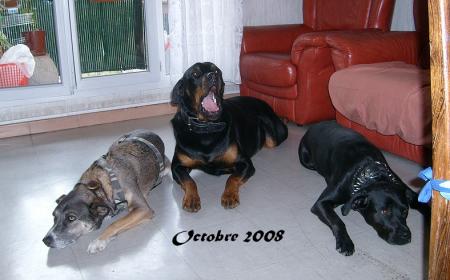 comment vont les chiens de William ?